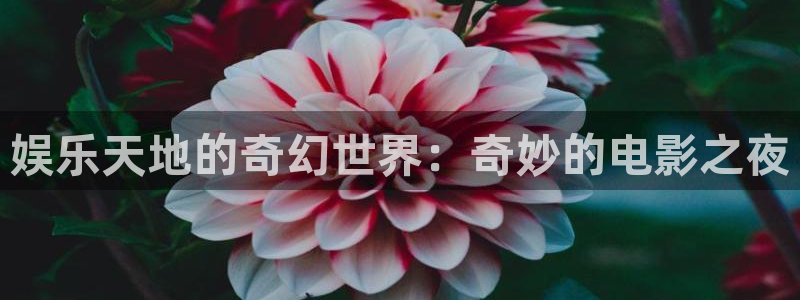 狗子28赏金国际下载：娱乐天地的奇幻世界：奇妙的电影之夜